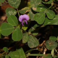 Grona triflora (L.) H.Ohashi & K.Ohashi